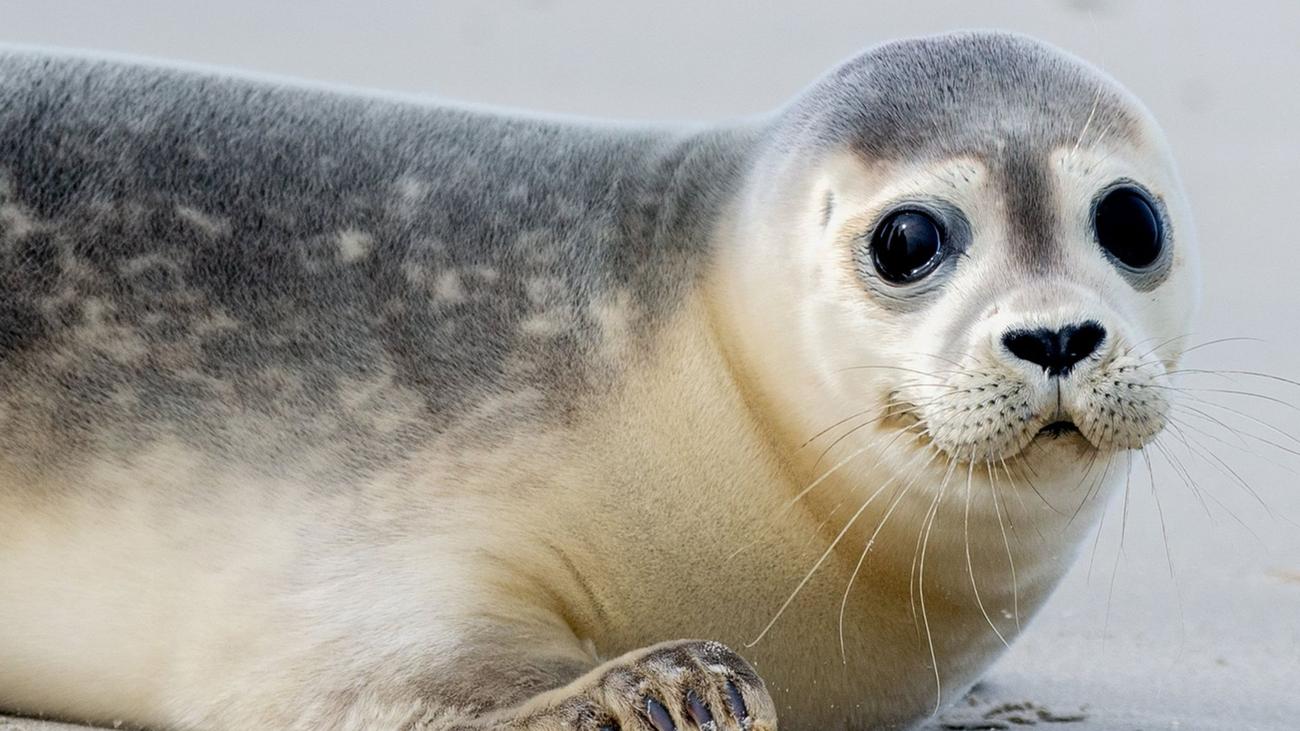 Ungewöhnlicher Zusammenprall: Robbe stirbt bei Unfall mit einem Auto