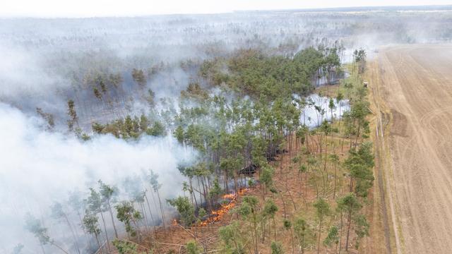 Wälder: Waldoffensive: Mehr Bäume für Klima und Artenschutz