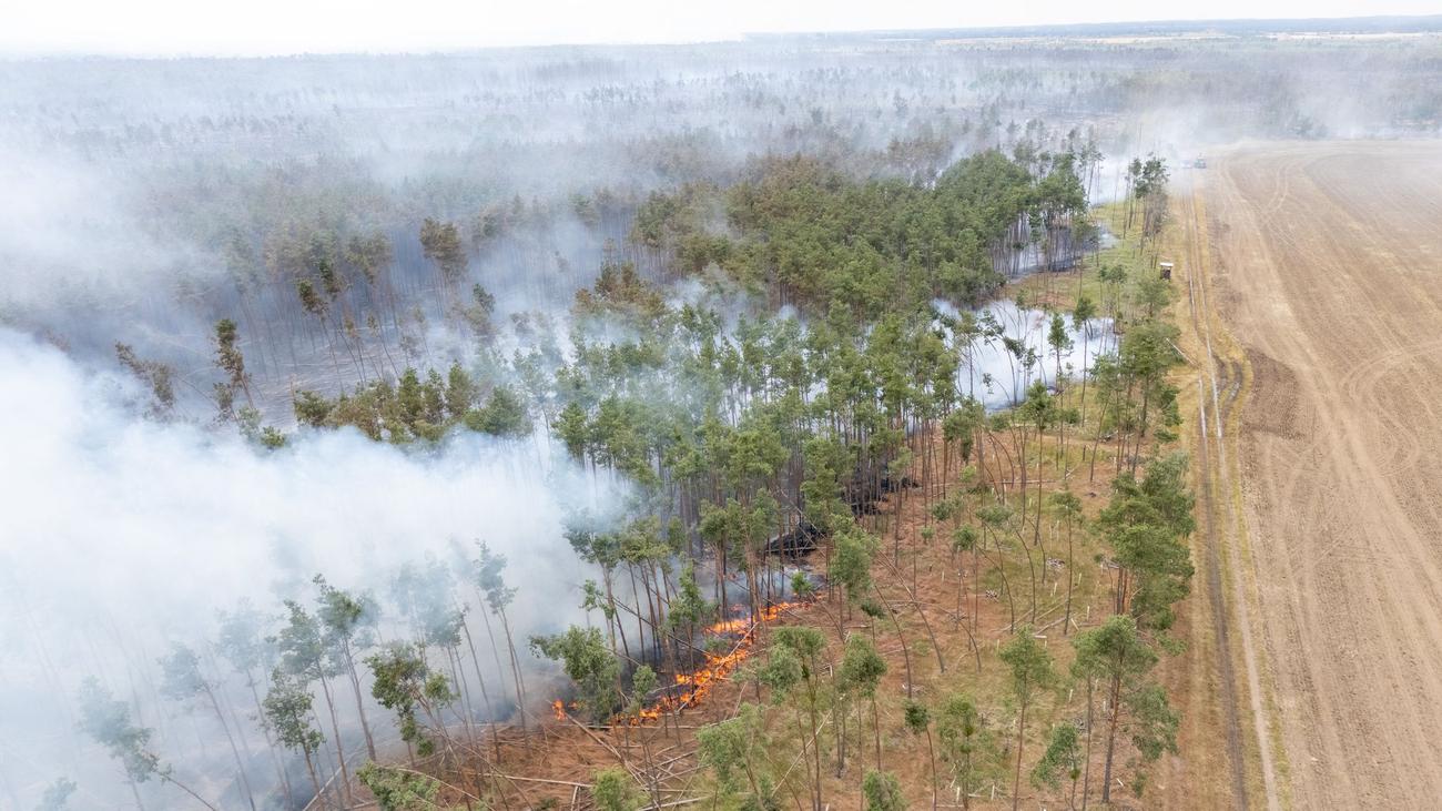 Wälder: Waldoffensive: Mehr Bäume für Klima und Artenschutz