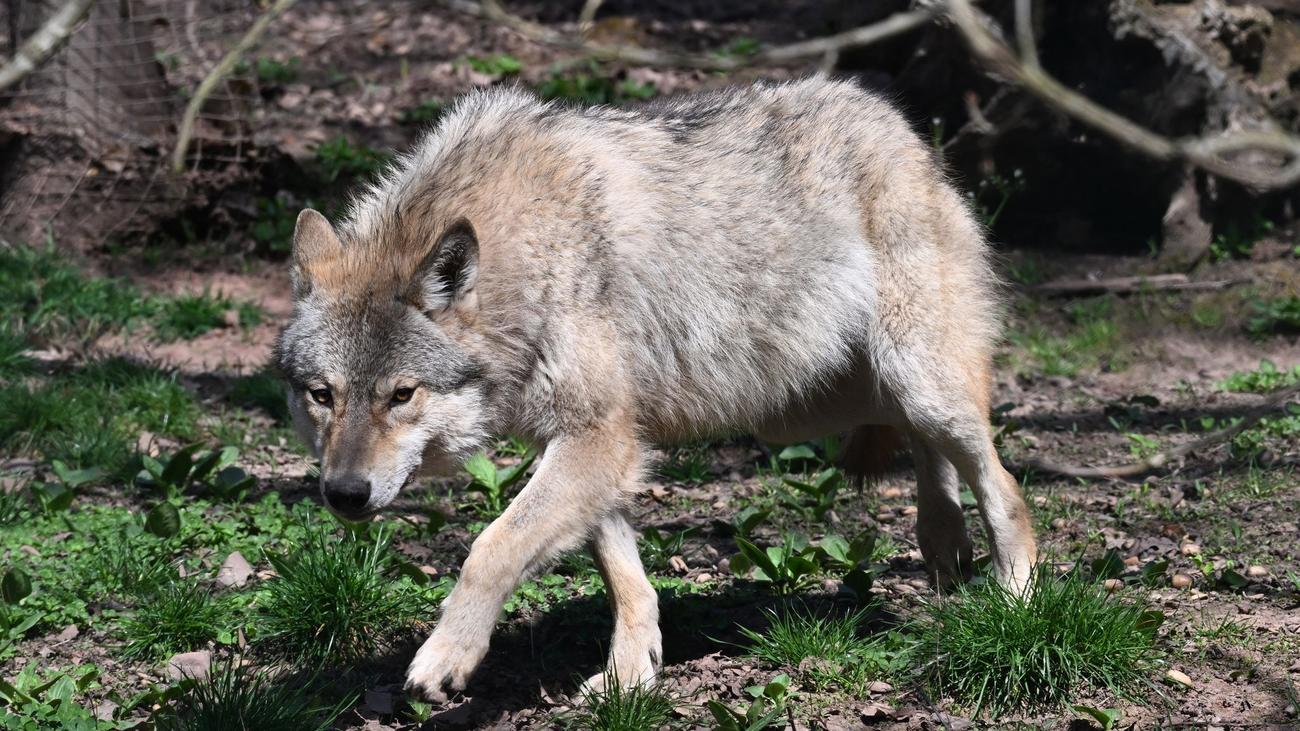 Tiere: Wie geht es weiter für den Wolf? Bundestag berät