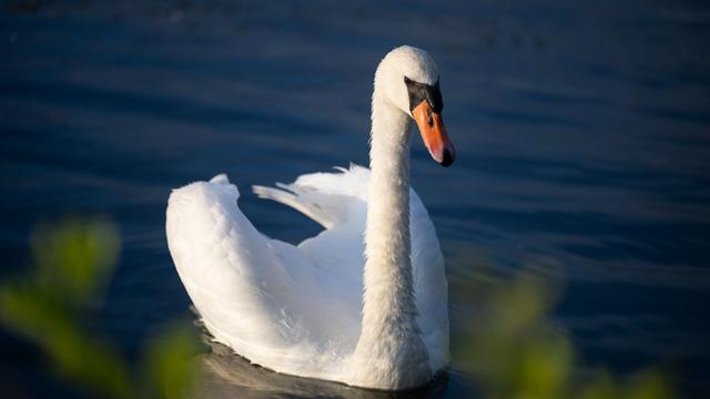 Tiere: Getöteter Schwan am Werdersee gefunden