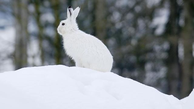 Tiere: Seltener Schneehase wird in bayerischen Alpen erforscht