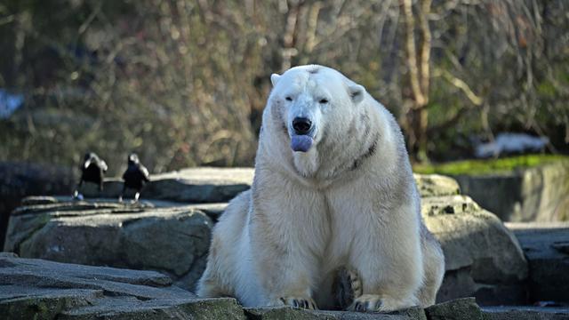 Statistik: Tierische Inventur im Zoo Hannover: 1.779 Tiere sind's