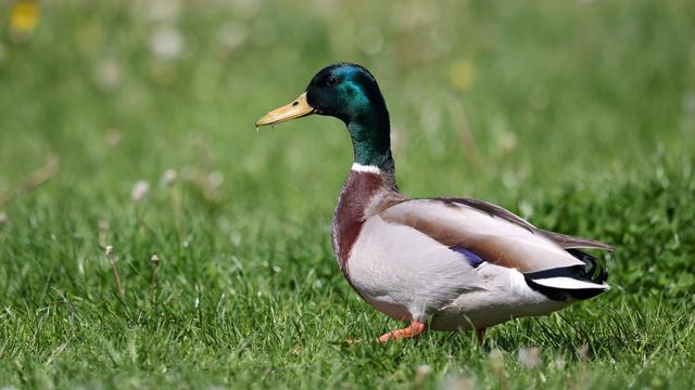 Strafbefehl rechtskräftig: Erpel unter Trampolin eingesperrt - Geldstrafe