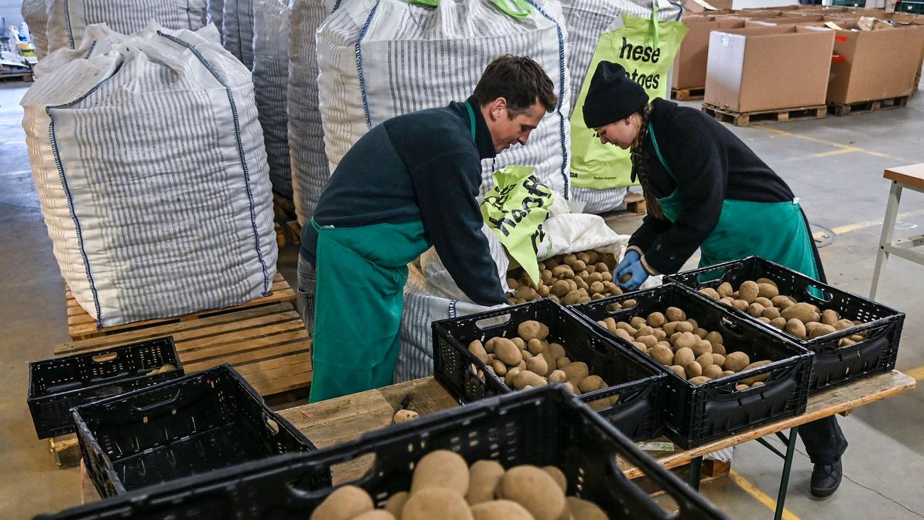 Aktion: Kartoffel-Flut in Berlin - 22 Tonnen für die Tafel