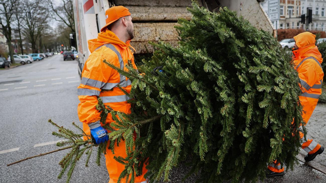 Weihnachtsbäume: Wegen Schnee konnten nicht alle Tannenbäume abgeholt werden