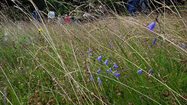 Naturschutz Thüringen: Arnika und Trollblume: Geld für Rettung der Bergwiesen