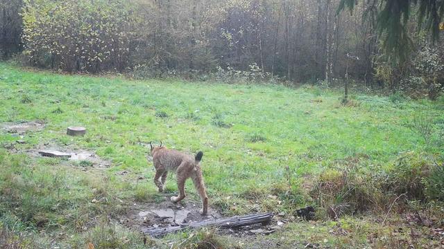 Projekt Wiederansiedlung: Nach dem Wolf soll auch der Luchs zurückkehren