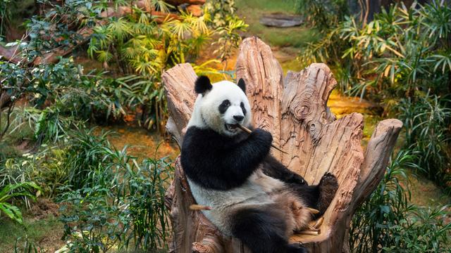 Leihgeschäft mit China: Pandas für den Münchner Zoo? Tierpark kündigt Neubau an