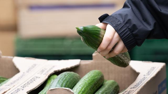 Lebensmittel: Salatgurken verteuern sich drastisch