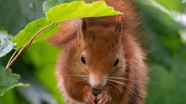 Beobachtungsprojekt: Bayern sehen meistens rote Eichhörnchen