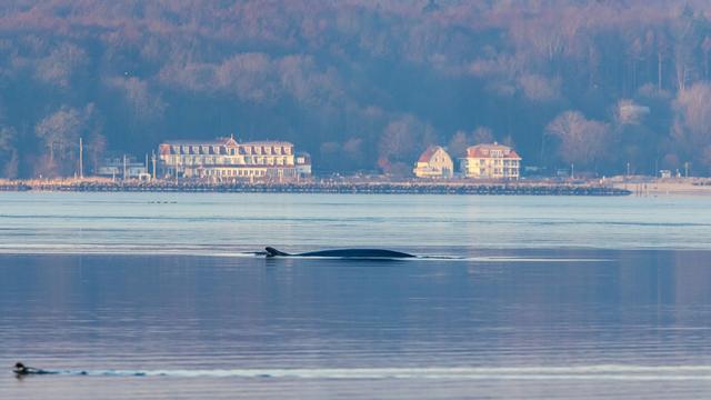 Seltener Besuch in der Ostsee: Finnwal in der Flensburger Förde gesichtet