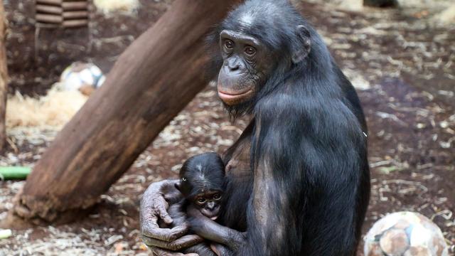 Tierbabys: Große Freude über kleinen Bonobo im Frankfurter Zoo