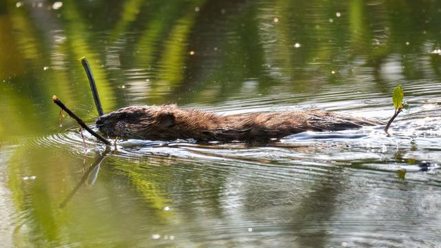 Artenschutz: Land erleichtert Abschuss von Problem-Bibern