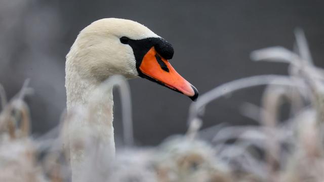 Tiereinsatz: Schwan legt Zugverkehr lahm