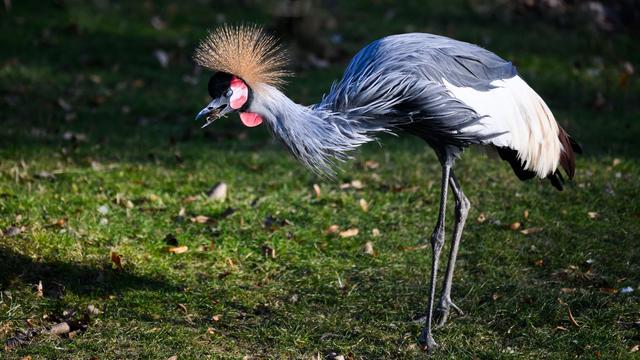 Initiative für Artenschutz: Bedrohte Glücksbringer: Kronenkranich ist Zootier des Jahres