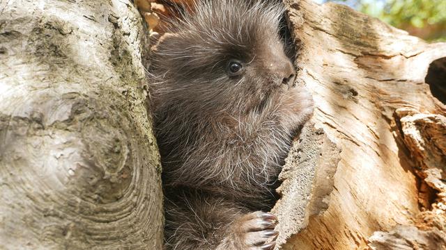 Tiere im Zoo: Inventur im Zoo Hoyerswerda - Zahl der Arten nimmt zu