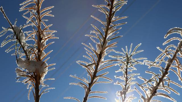 Wetter: Kälte und Frost in Sachsen-Anhalt