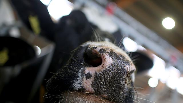 Einsatz: Kühe brechen durch Stallboden in Güllegrube