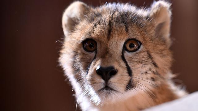 Zoopark: Nashörner ziehen um, Geparden trainieren: 2026 im Zoo Erfurt