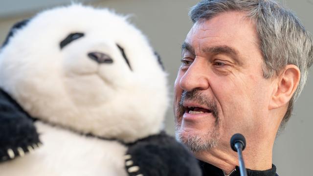 Riesenpandas: Söder kündigt Panda-Paar für Münchner Tierpark an