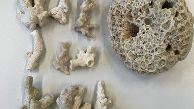 Fund im Reisekoffer: Steinkoralle groß wie Honigmelone in Koffer entdeckt