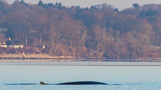 Finnwal in der Förde: Walsichtungen in der Ostsee