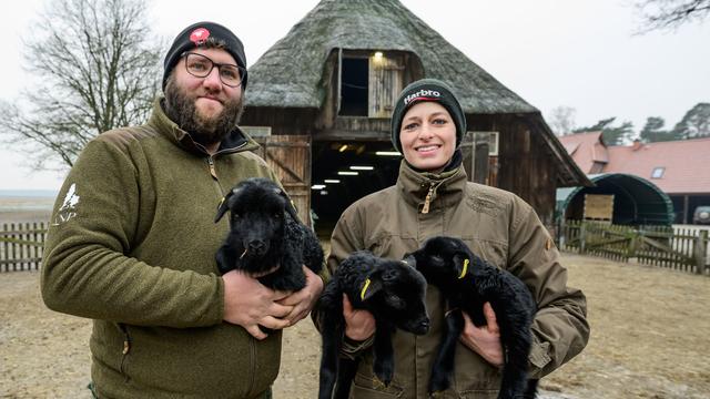 Schafzucht: Frühe Lammzeit bei Heidschnucken in Döhle