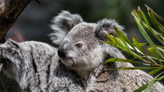 Stuttgart: Junger Koala im Zoo Wilhelma gestorben