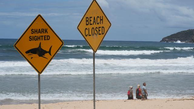 Australien: Zwölfjähriger stirbt Tage nach Haiattacke in Australien