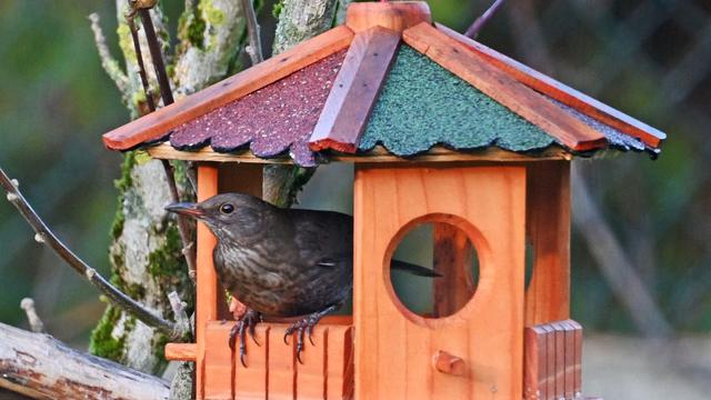 Vögel: 100 Vogelarten schon im Januar in Rheinland-Pfalz gesichtet