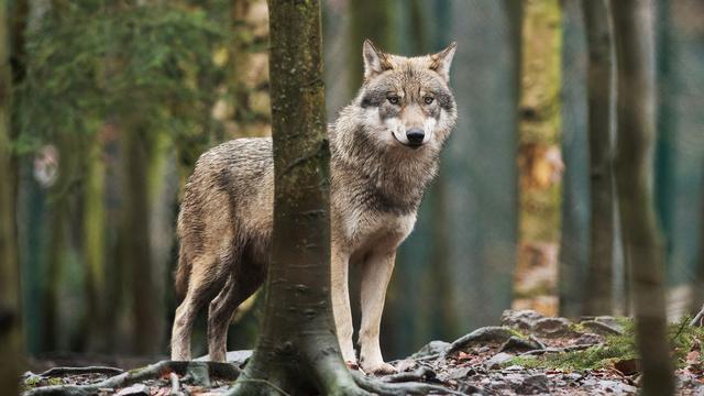 Tiere: Wolf in Sachsen-Anhalt künftig Teil des Jagdrechts