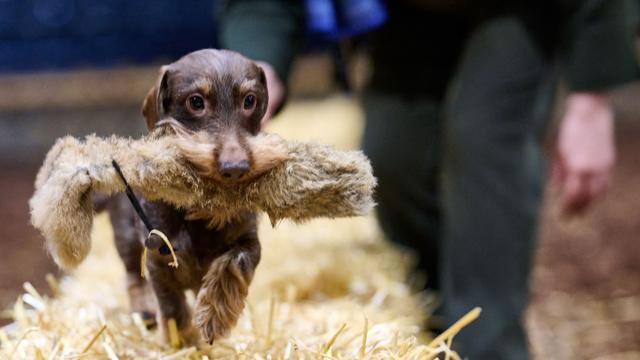Jagd & Hund: Jagdmesse lockt mit Hirschrufern, Jägerwissen und Neuheiten