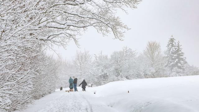 Schnee-Wetter: Umfallende Bäume und Astbruch - Vorsicht im Wald und Park!