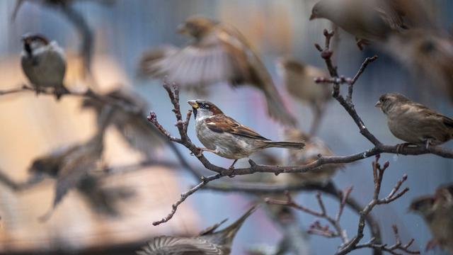 Mitmachaktion: Winterzählung: Weniger Vögel in Sachsens Gärten