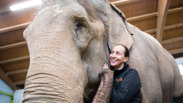Tiere: Circus Krone trauert um Elefantendame Bara
