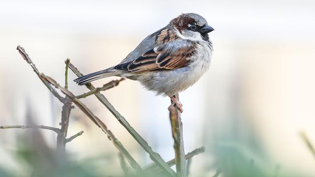 Zählaktion des LBV: Naturschützer: Immer weniger Vögel in Bayerns Gärten