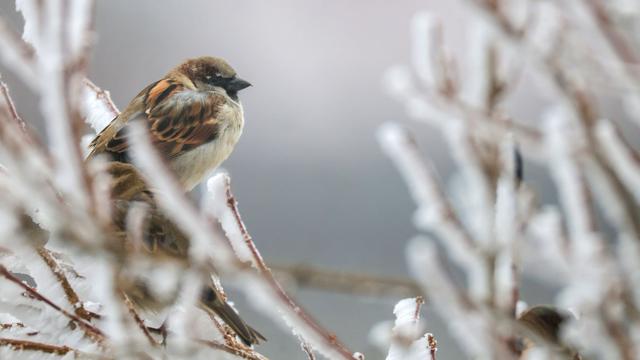 Jährliche Mitmachaktion: So wenig Wintervögel gezählt wie noch nie