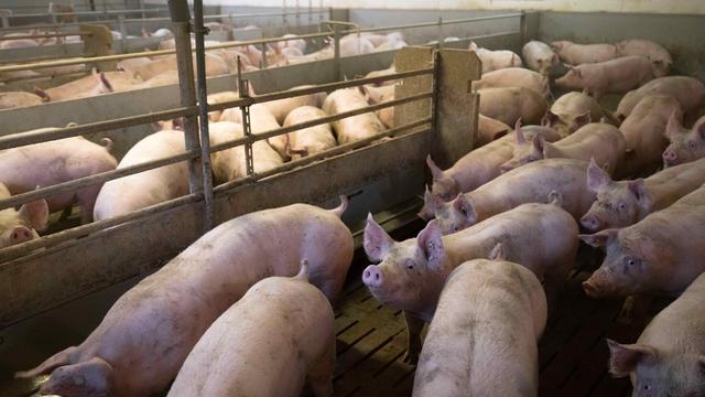 Tierhaltung: Bauernverband: 