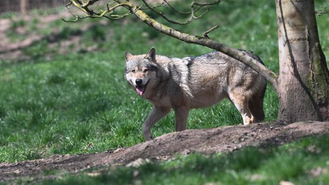 Tiere: Darum soll der Wolf gerade jetzt erschossen werden