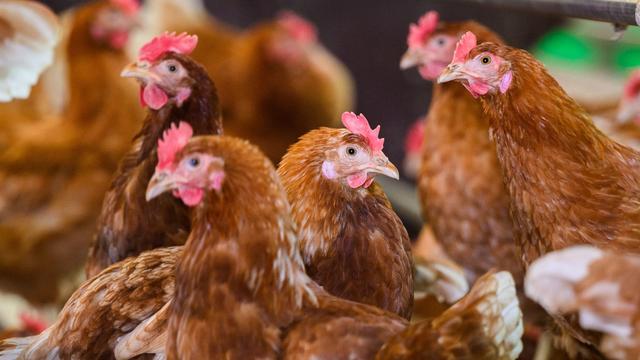 Vogelgrippe: Geflügelpest an der Mecklenburger Seenplatte nachgewiesen