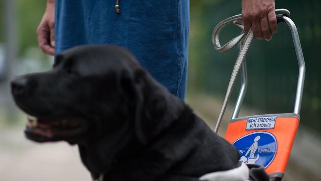 Tiere: Neun Blindenhunde in Sachsen-Anhalt helfen im Alltag