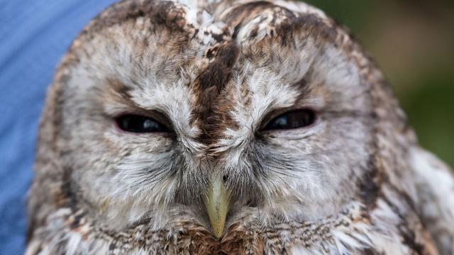 Tiere: Polizisten retten verletzten Waldkauz von Straße
