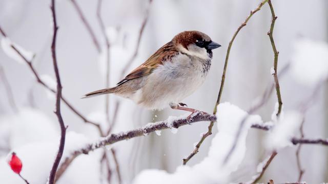 Naturschutz: Vogelzählaktion des Nabu: Weniger Spatzen im Nordosten