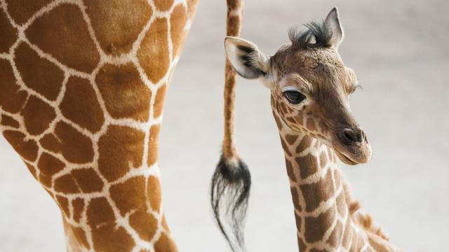 Tiere: Wer kommt umsonst in den Opel-Zoo?