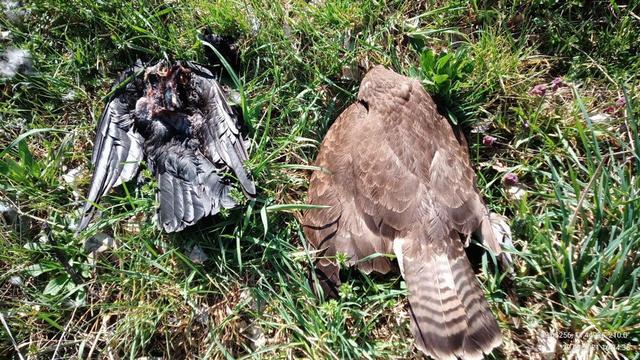 Tödliche Substanz: Zahl getöteter Greifvögel in Bayern angestiegen