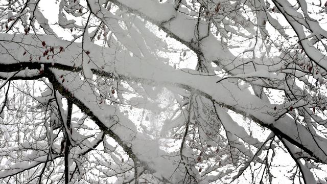 Gefährliches Winterwetter: Ast bricht unter Schneelast: Radfahrer gestorben