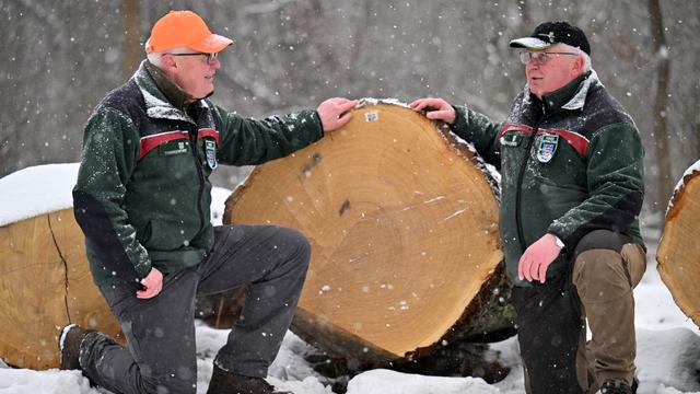 Forstwirtschaft: Edle Hölzer aus Thüringens Wäldern versteigert