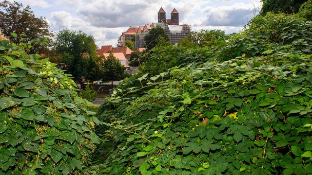 Geschichte: Welterbe in Quedlinburg: Was wann wieder geöffnet ist
