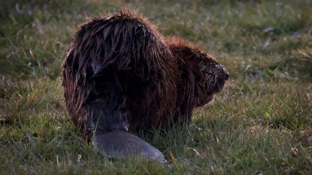 Ermittlungen laufen: Hauptdamm von Biberbau zerstört: Biber könnte sterben